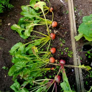 Beetroot