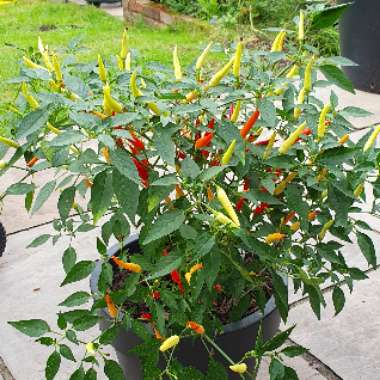 Chilli Pepper 'Basket Of Fire'