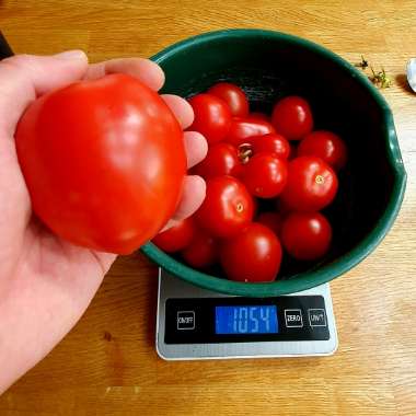 Tomato 'Alicante'