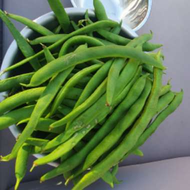 Runner Bean 'Streamline'
