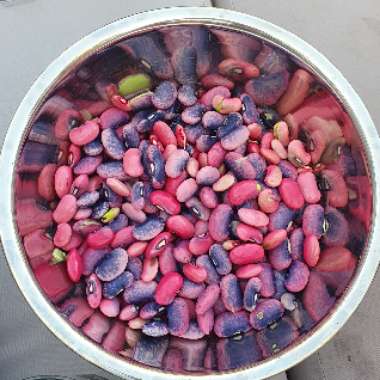 Runner Bean 'Streamline'