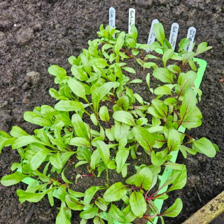 plant image 1702323 plant image 1702323