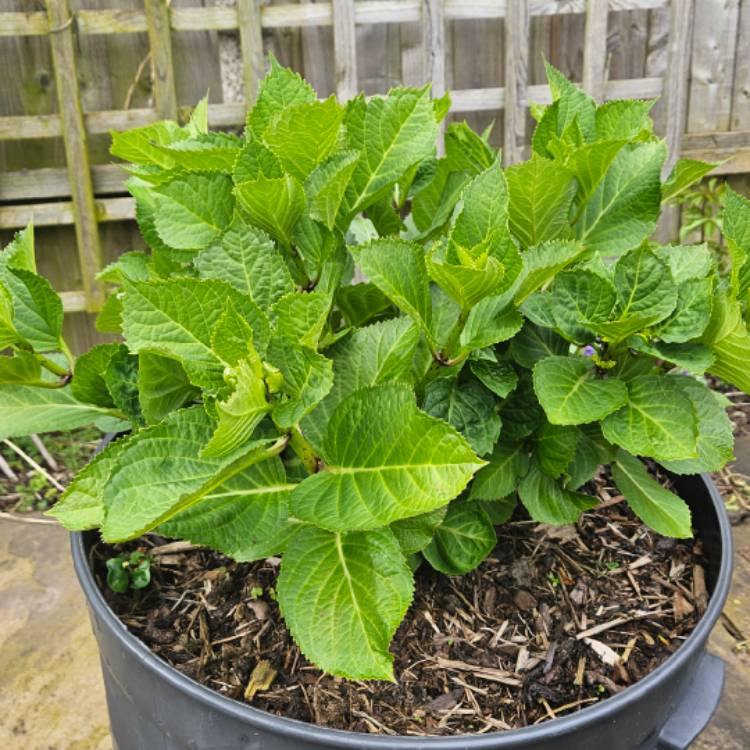 plant image 1705473 plant image 1705473