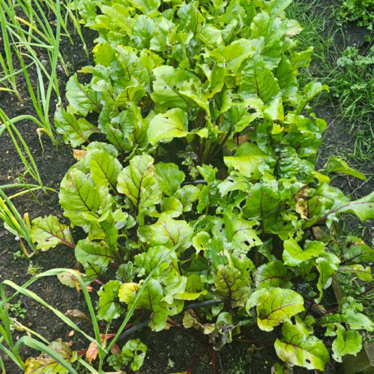 plant image 1714818 plant image 1714818