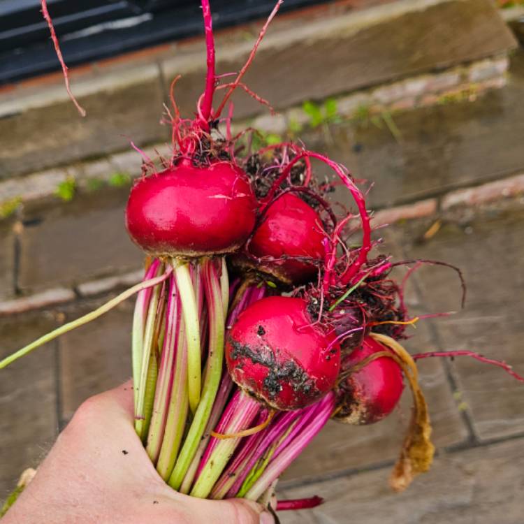 plant image 1717402 plant image 1717402