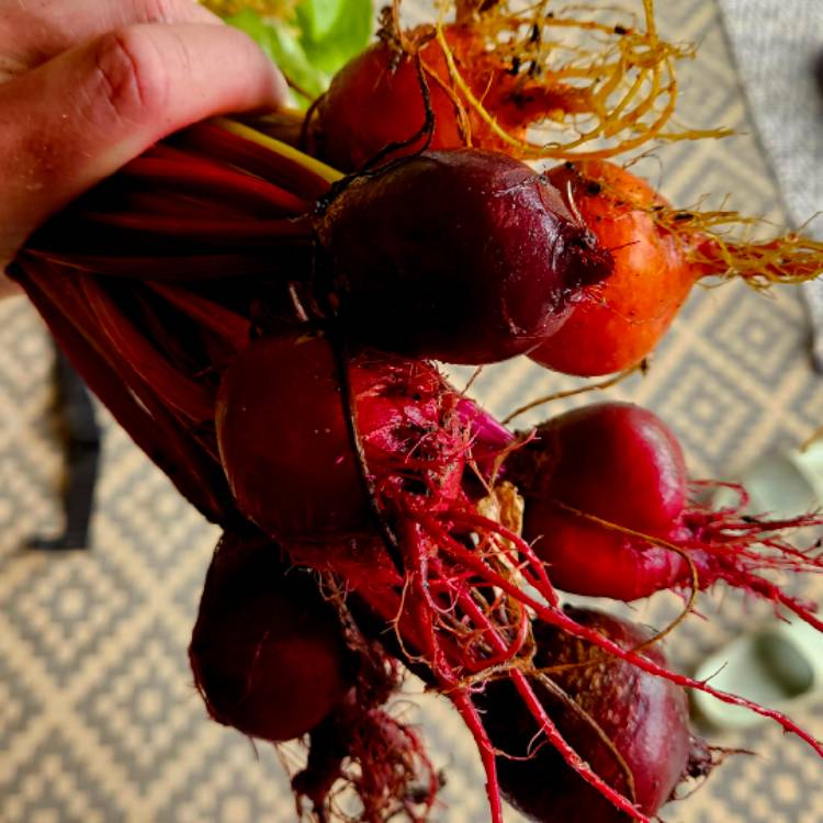 plant image 1721310 plant image 1721310