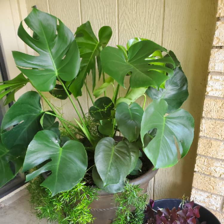 Plant image Monstera deliciosa 'Borsigiana'  syn. Monstera borsigiana