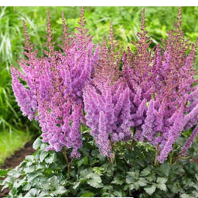 plant image 1462785
