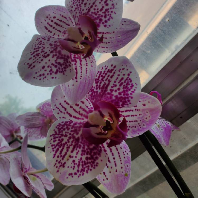 Plant image Phalaenopsis 'Fusheng's Mystical Dream'