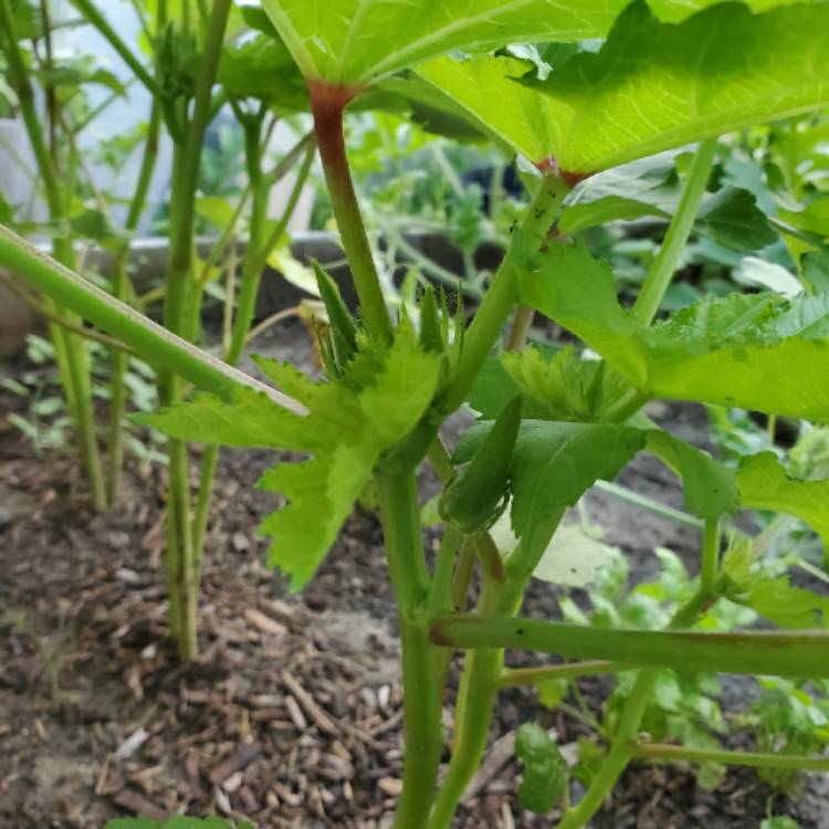plant image 1496612 plant image 1496612