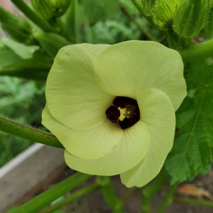 plant image 1504430 plant image 1504430