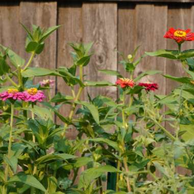 Zinnia 'California Giants Mix'