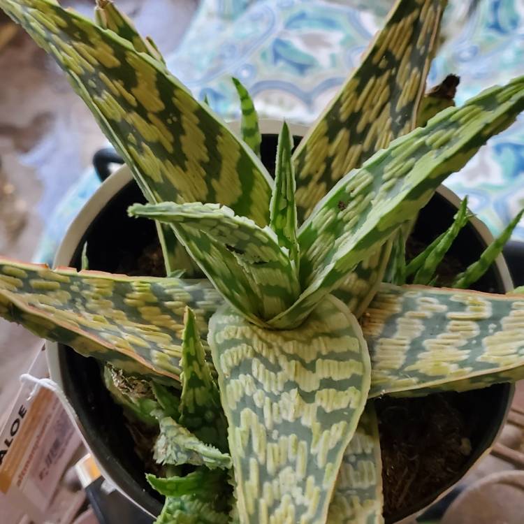 plant image 1577793
