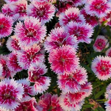 Sweet William