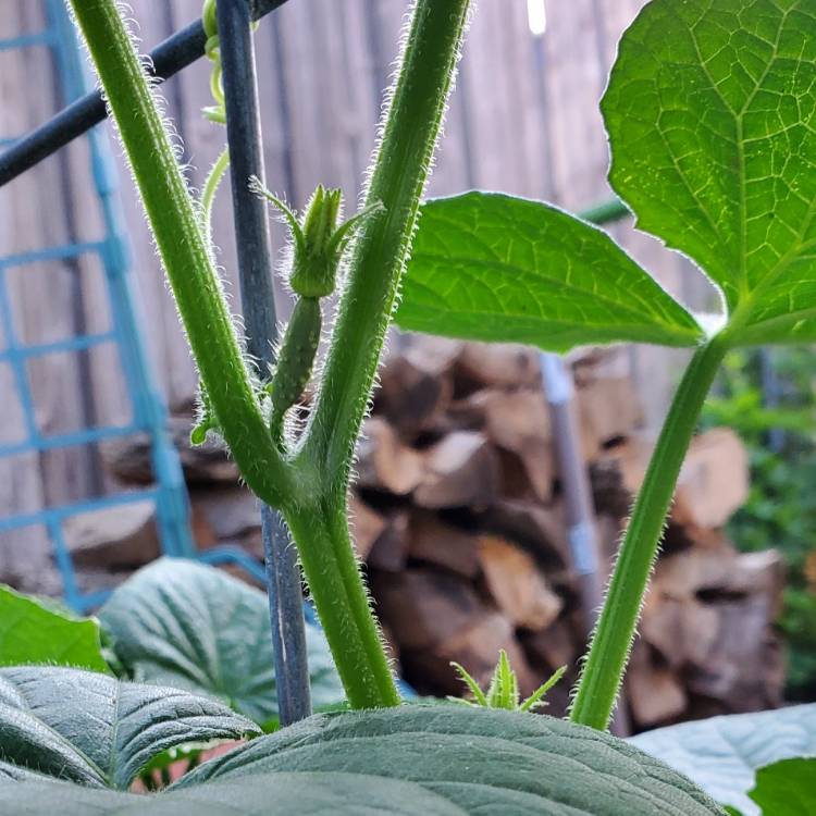 plant image 1678344