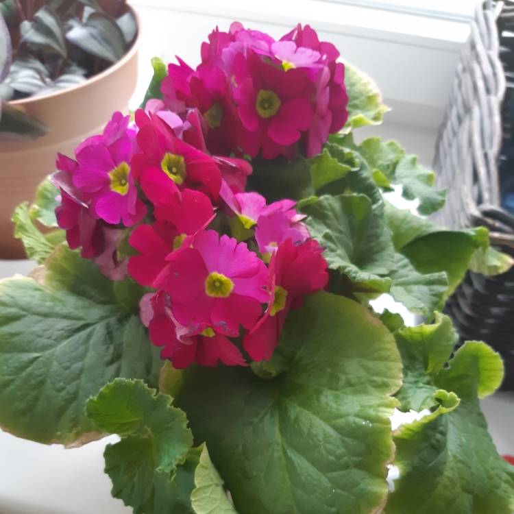 plant image 1017868