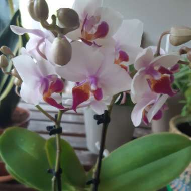 Phalaenopsis Miniature Yellow-Pink