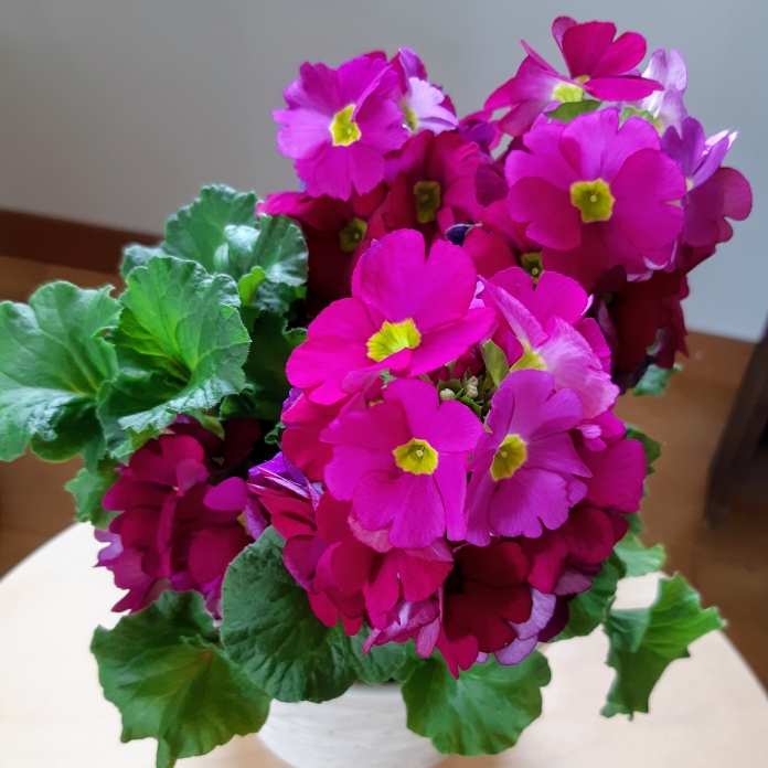 plant image 1046712