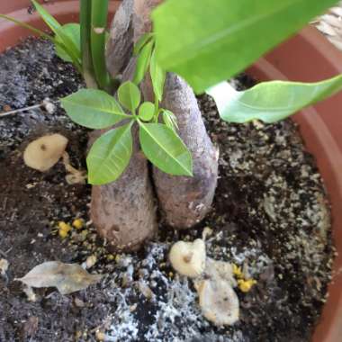Pachira aquatica
