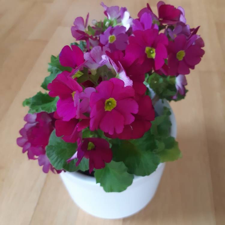 plant image 1053822