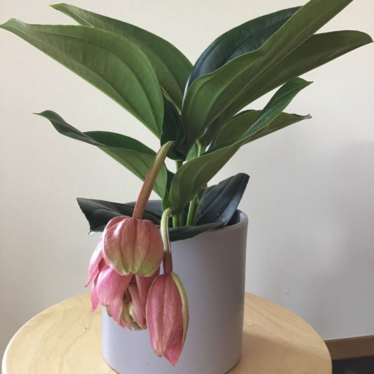 plant image 951617