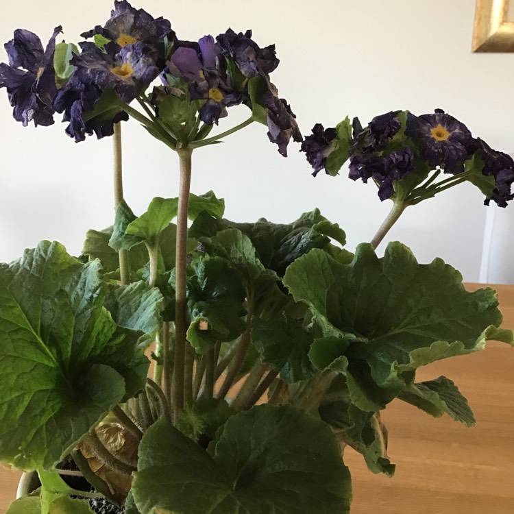plant image 951628