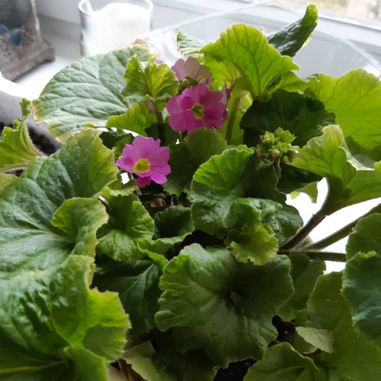 plant image 997427