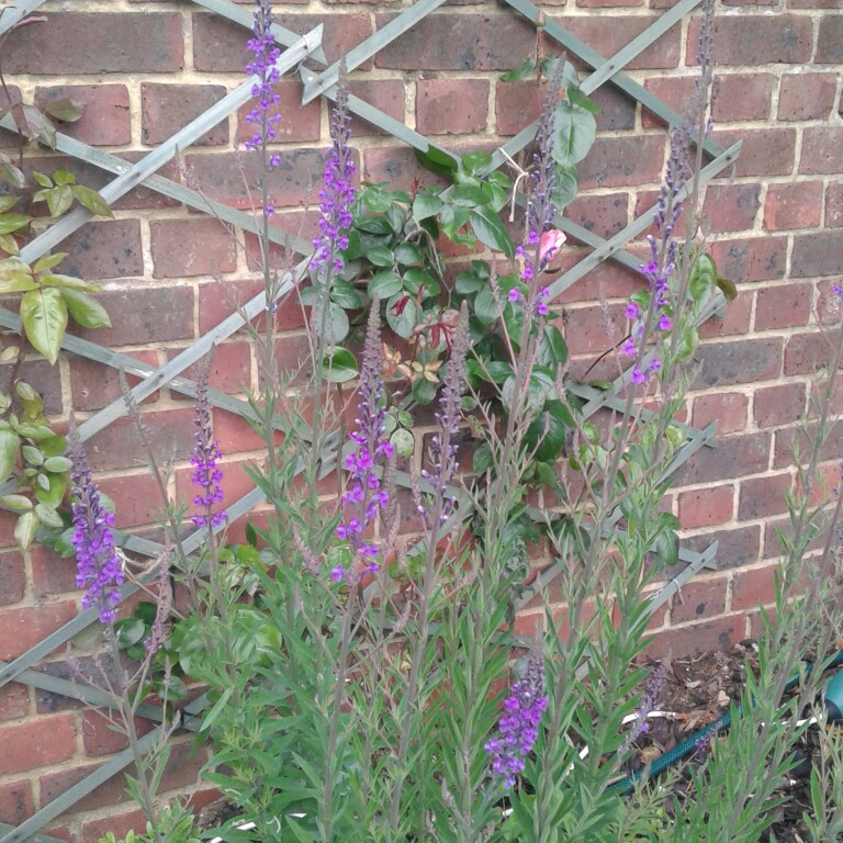 Plant image Linaria purpurea