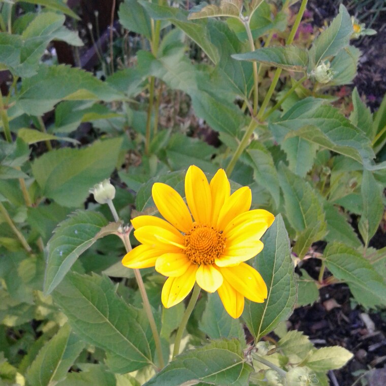 Plant image Heliopsis