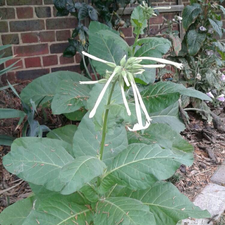 Plant image Nicotiana