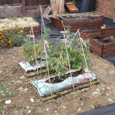 Cathy's garden
