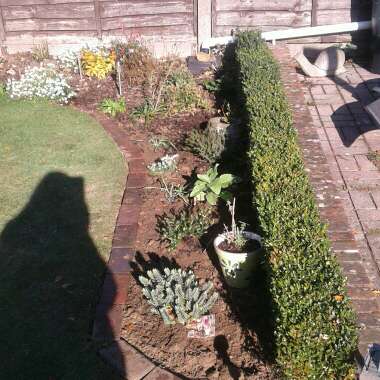 Cathy's garden
