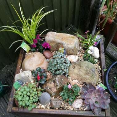 Cathy's garden