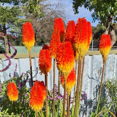 Debbi's garden