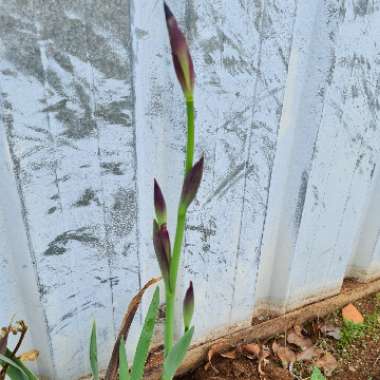 Debbi's garden