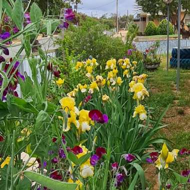 Debbi's garden