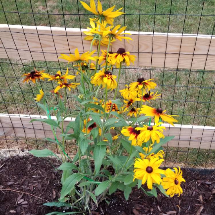 Plant image Rudbeckia hirta 'Sahara Mix'