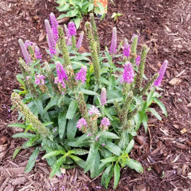 plant image 1360366