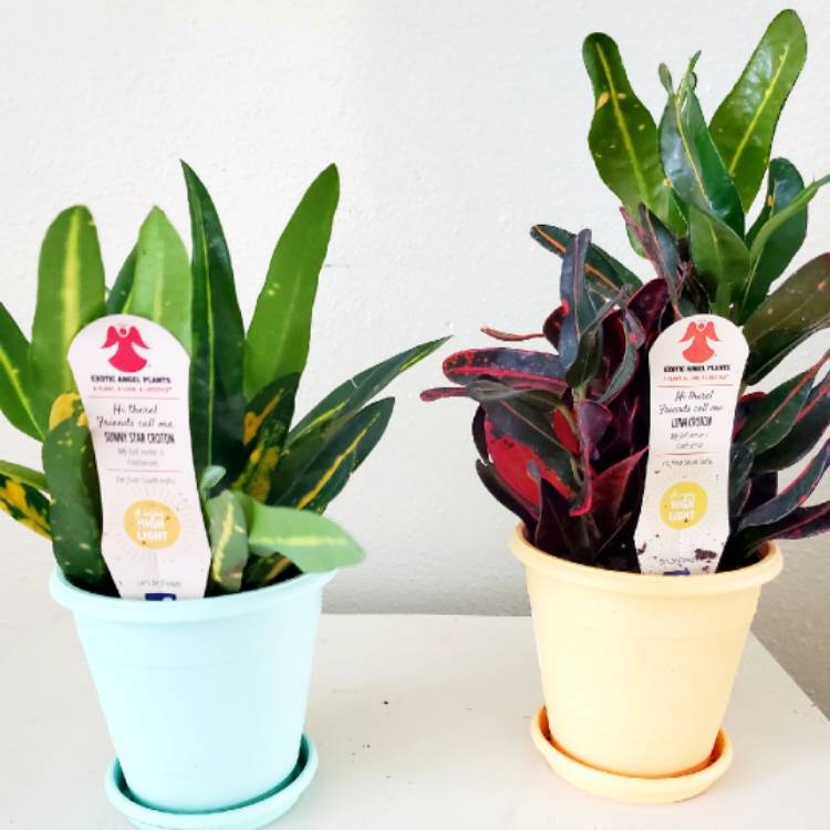 Plant image Codiaeum variegatum 'Sunny Star'