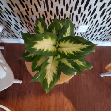 Dieffenbachia 'Camille'