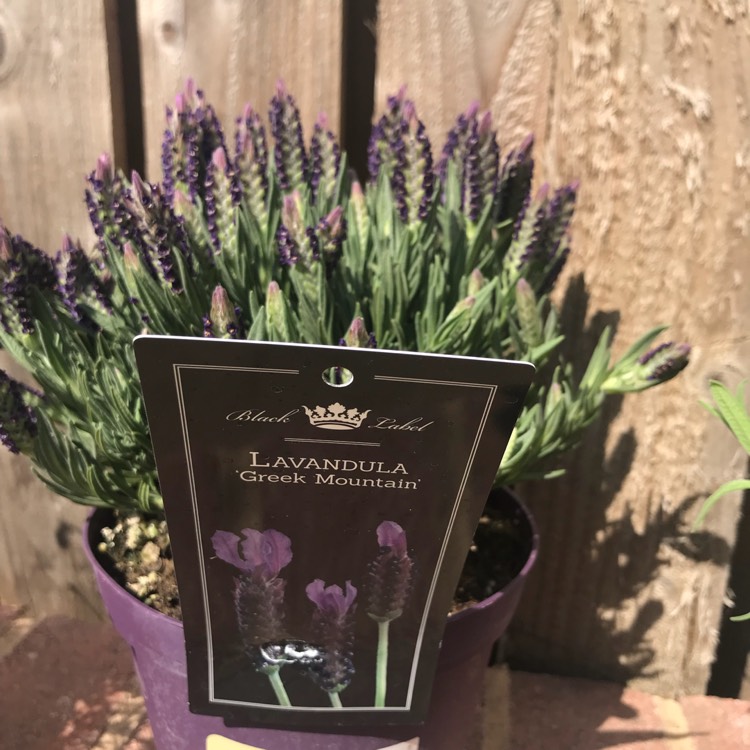 Plant image Lavandula pedunculata subsp. lusitanica 'Lusi Purple'