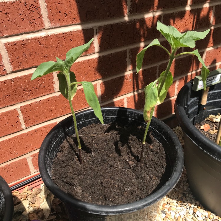 Plant image Helianthus annuus 'Earth Walker'