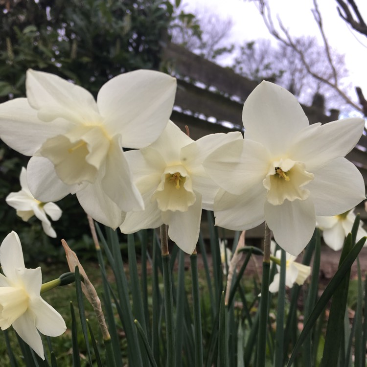 Plant image Narcissus papyraceus 'Galilee' syn. Narcissus 'Galil', Narcissus 'Galille'