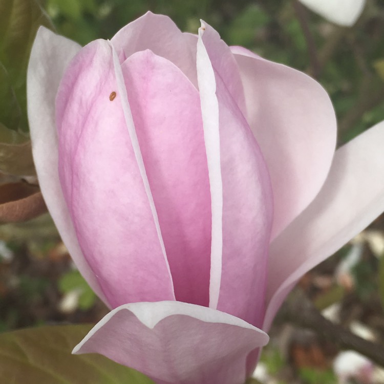 Plant image Magnolia sprengeri