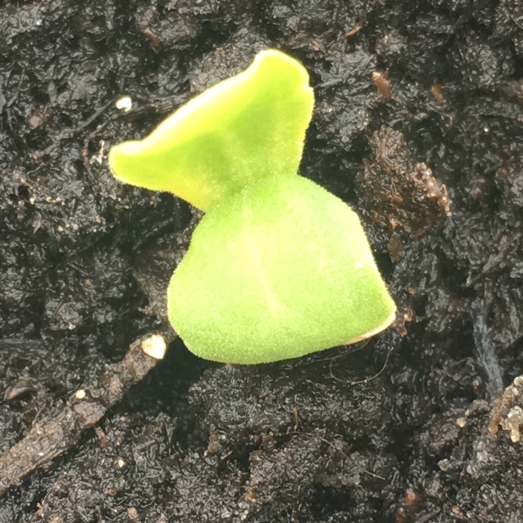 Plant image Cucumis Melo