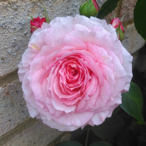 Rosa 'Auscrystal' syn. Rosa 'James Galway'