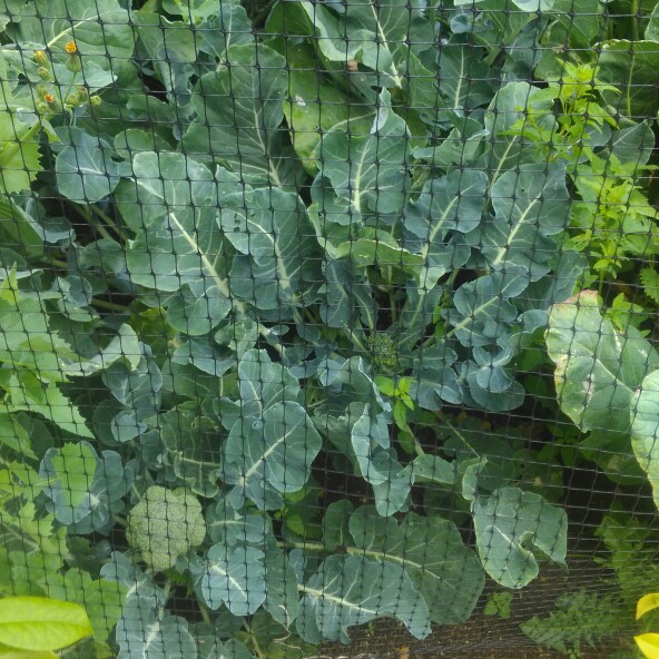 Plant image Brassica Oleracea var. Italica 'Autumn Spear'