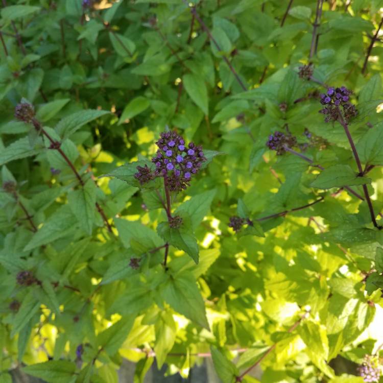 Plant image Conoclinium coelestinum

