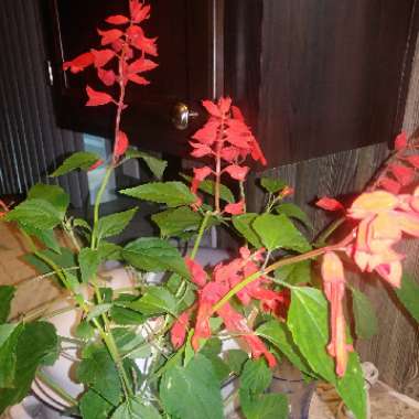 Salvia