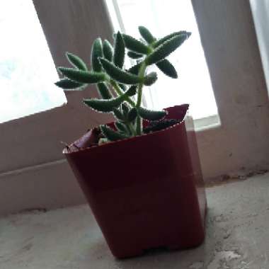 Crassula 'Surprise Party'